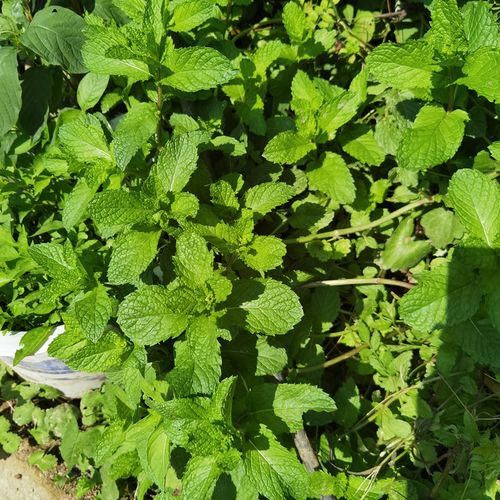 薄荷盆栽新鲜可食用苏格兰薄荷柠檬薄荷留兰香薄荷阳台庭院薄荷叶