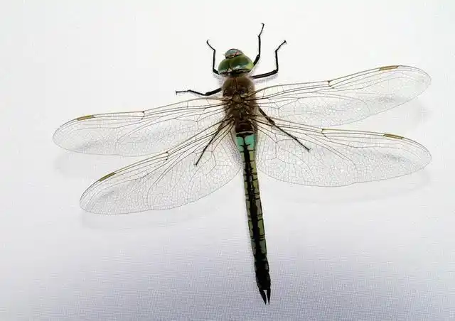 蜻蜓为何是飞行界的"典范"?科学家研究多年为何仍未研究明白?