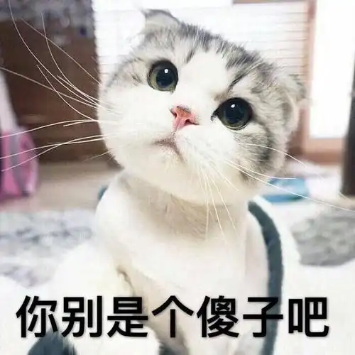 你别是个傻子吧(猫咪)_你别_猫咪_傻子表情