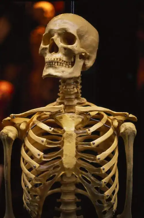 灯光,骨头,模型,死亡,骨架,恐怖,可怕,医疗机构,可骇,殒命,灭亡,人体