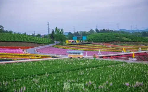 武义61花田小镇这处人间仙境百亩秋日花海惊艳绽放美到犯规