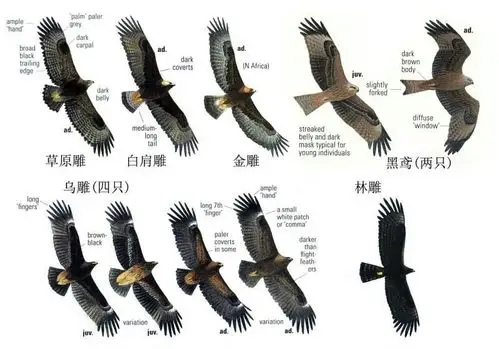 2017-12-21纳帕海猛禽之三(张浩辉授课)