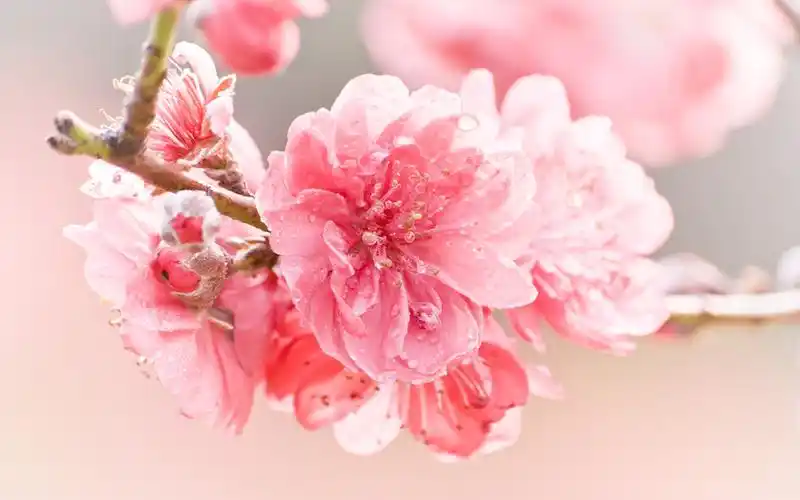 胭脂红色系桃花唯美清新桌面壁纸下载3