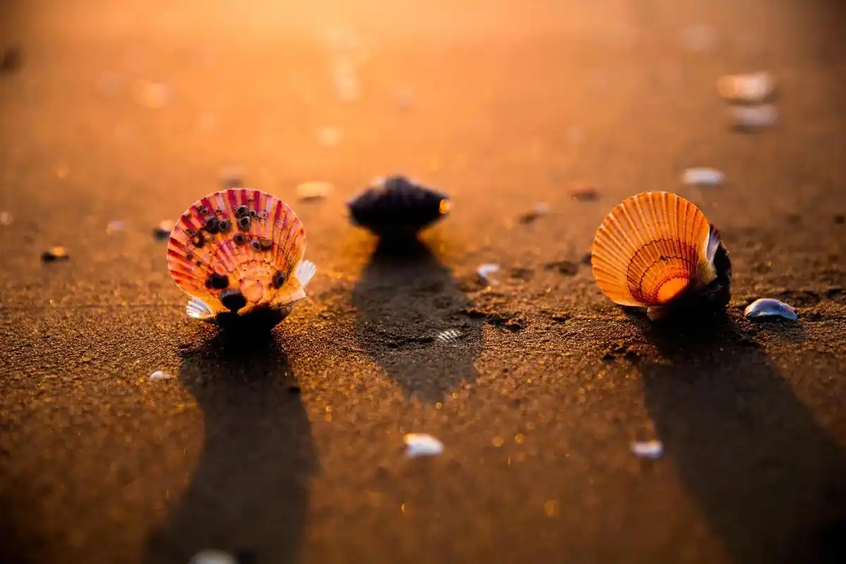 五彩缤纷的贝壳,想看这么漂亮的贝壳吗?那 - 抖音