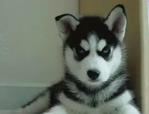 哈士奇化身为闹钟,六点就踩醒主人,主人表示迟早被吓出心脏病!