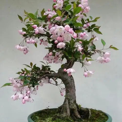 垂丝海棠花图片盆景垂丝海棠盆景图片
