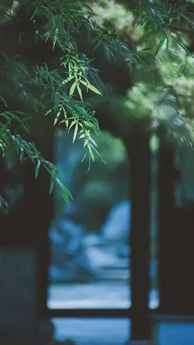 清幽竹林唯美意境写真