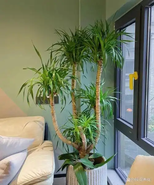 室内盆栽龙血树的养殖方法