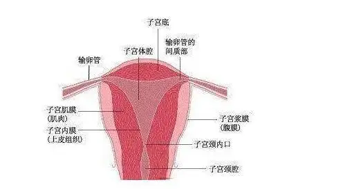 天真的宝妈后悔的都哭了!------如何修复子宫