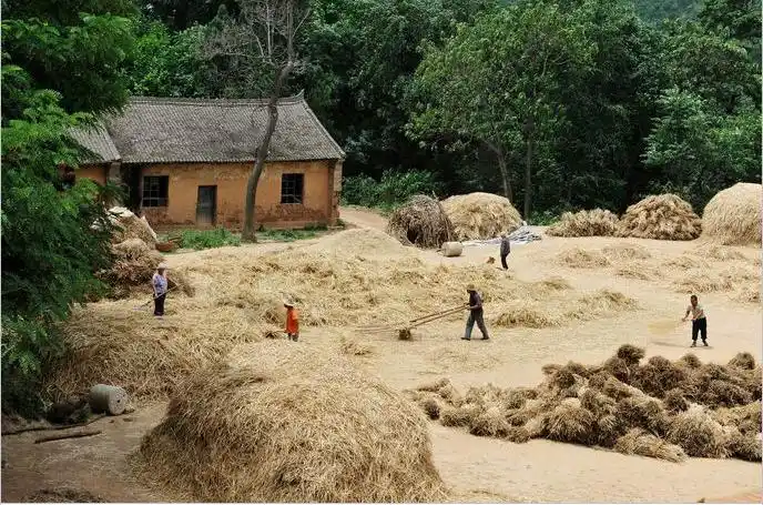 机械时代小时候收麦的场景只能成为回忆