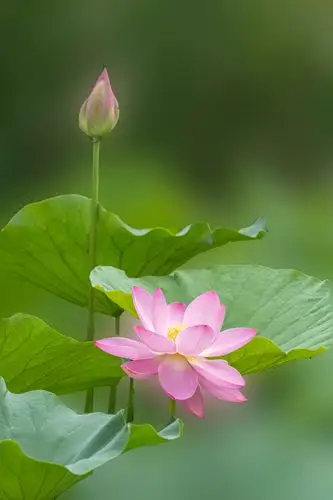 滨城荷韵 - 生态微距 - cpfwb.com - powered by discuz!