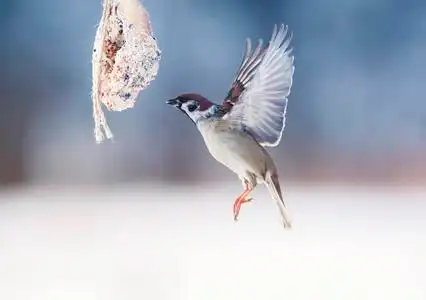 翅膀的种子图片
