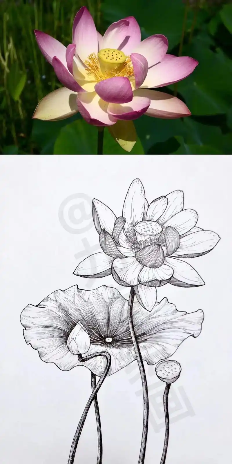 花卉写生手绘分享,原来画画如此简单!线条画不好,画线总是手抖 - 抖音