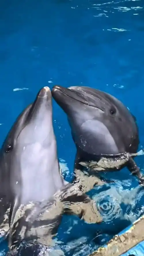 这两只小海豚真是太有爱了,看起来特别的可爱