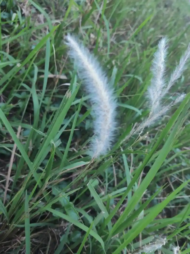 白毛草 一大片应该很好看吧