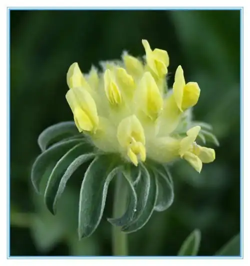 百花园287疗肾野豌豆