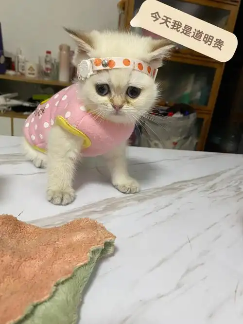 今天是道明寺的妹妹道明贵