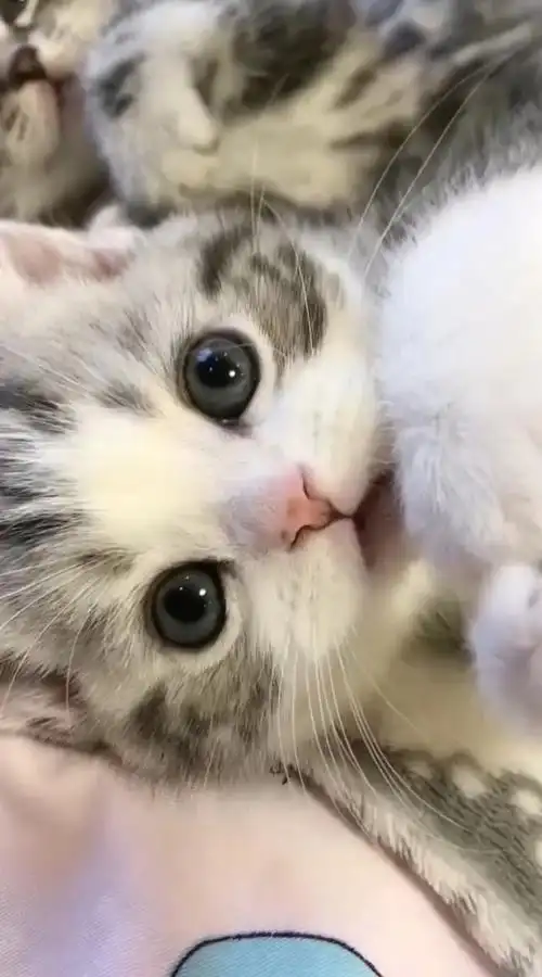无敌小可爱#我是最可爱最萌的小猫咪,没有之一!