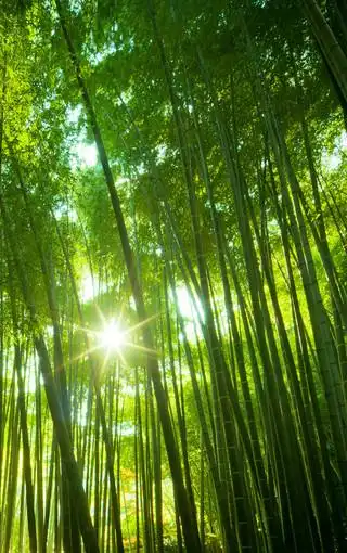 森林风光手机壁纸