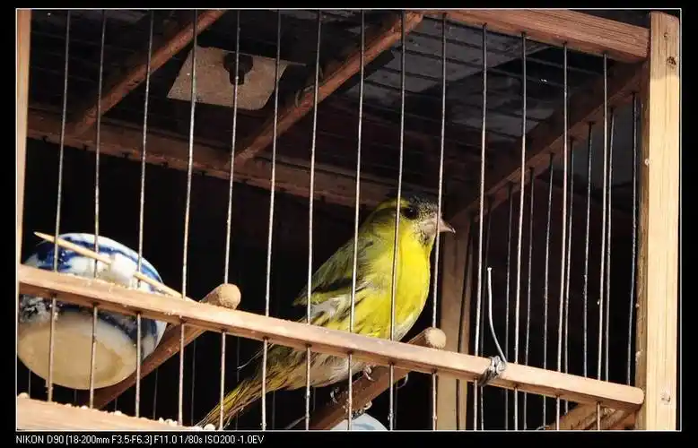 困在笼中的==黄鸟==【免分贴】