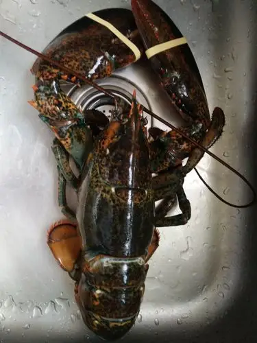 【活鲜】 鲜活波士顿龙虾一只 鲜活海鲜波龙顺丰冷链航空全国配送