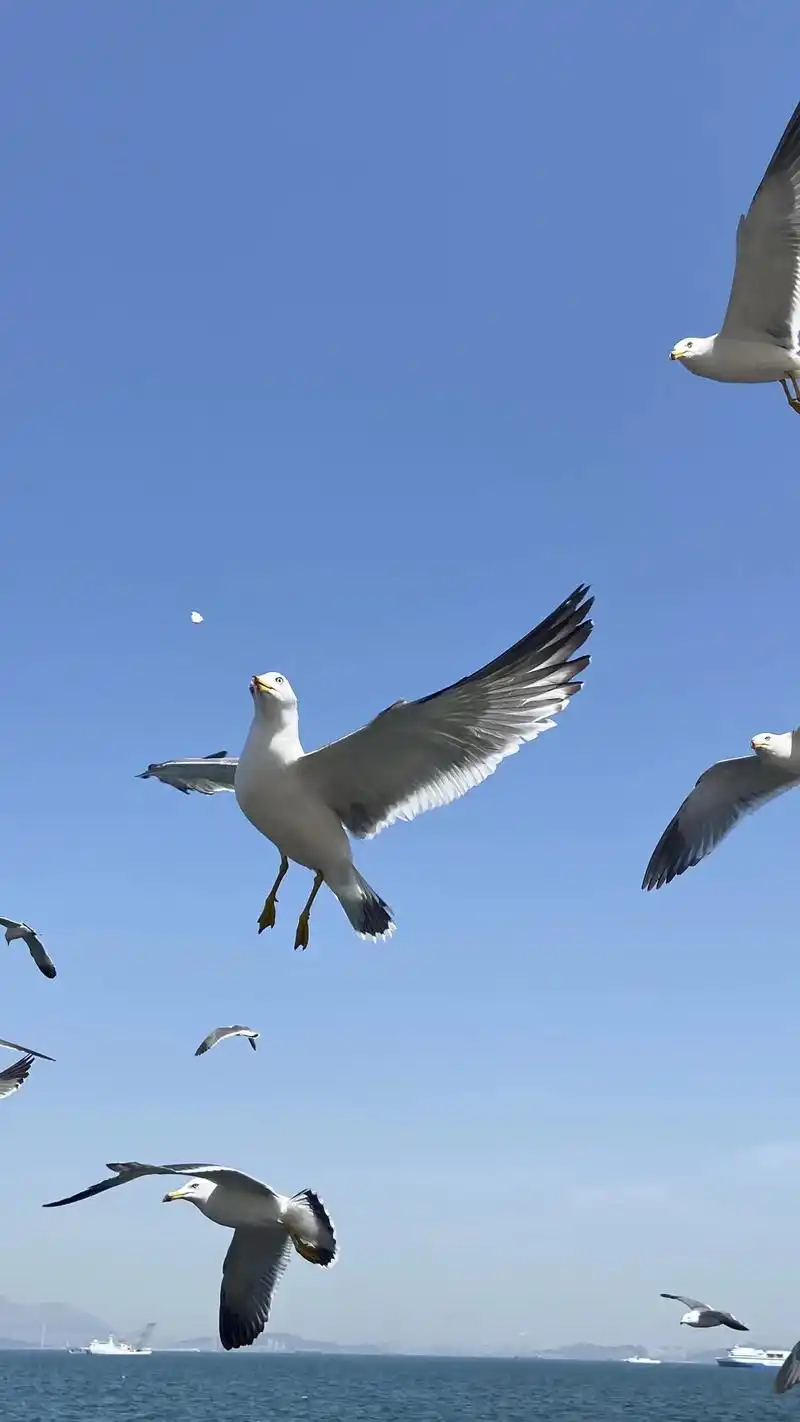 蓝天大海,海鸥嬉戏. #我的摄影日记 仰望天空,初夏的天空似 - 抖音