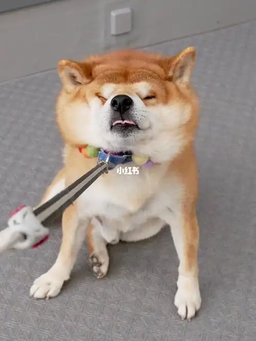 情头柴犬赖着不走表情包02可要原图