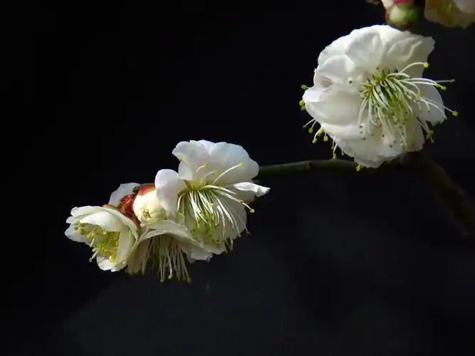 山豆儿的百花园(112)梅花之四:玉蝶梅,玉蝶游龙梅