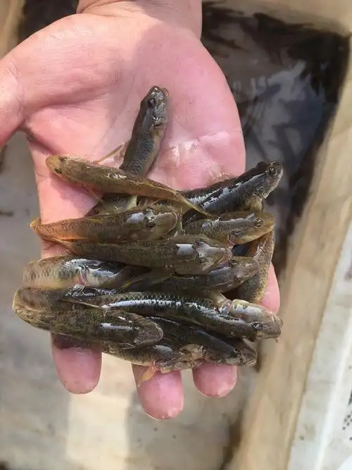 小沙塘鳢,和麦穗鱼傻傻分不清