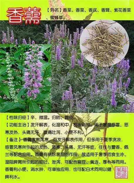 常用中草药300种图谱