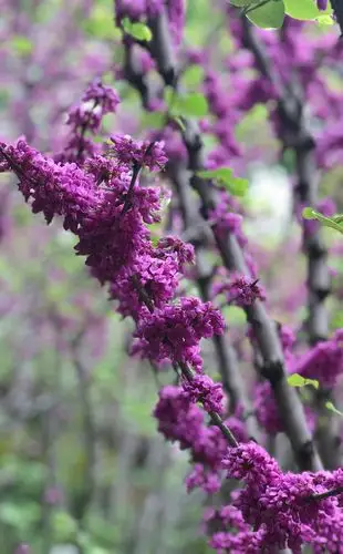 鲁迅公园的风景秀丽!花花草树木开的茂盛真是赏花踏青出游!