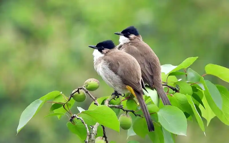 青果小鸟黄臀鹎,一对黄臀鹎秀恩爱,好听的黄臀鹎叫声