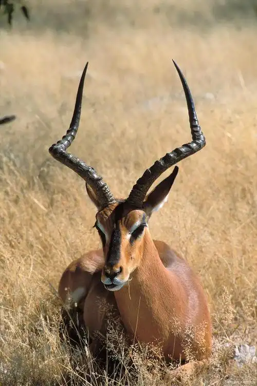 保护动物从我们做起——关于中国的濒危动物|灭绝|金丝猴|大熊猫|白鳍