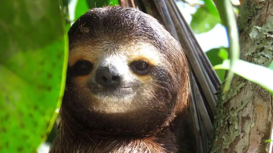 4k高清壁纸:树懒(sloths)