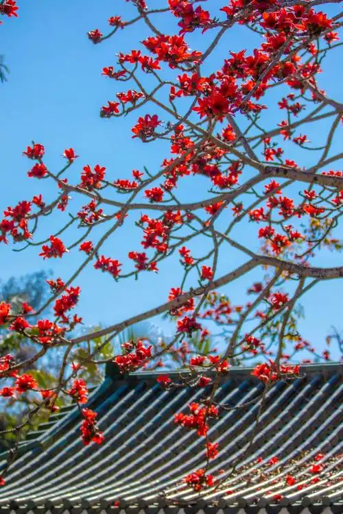 深圳各大公园,木棉花热烈盛开.