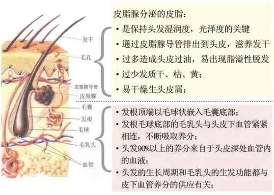 头皮的组织结构