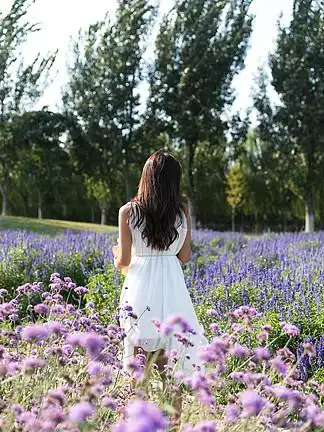 摄影图薰衣草花田里的女生背影0个.摄影图正在写字的学生图片0个.