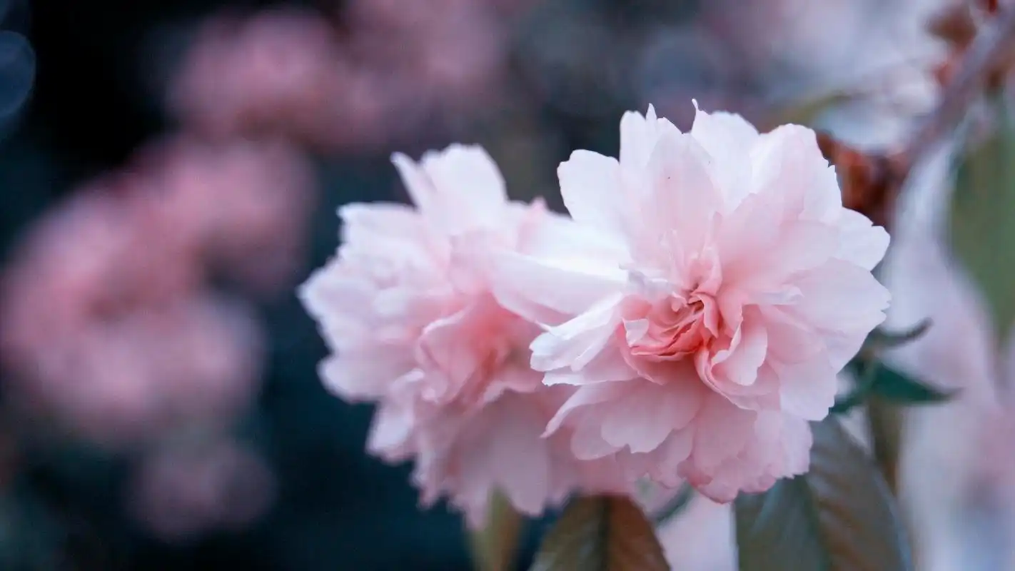 唯美好看的自然花卉桌面壁纸下载