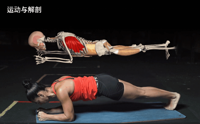 目标肌肉:前锯肌活跃协同肌:胸小肌姿势稳定肌:腹部核心肌肉,屈髋肌