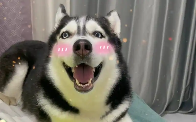 会微笑的治愈系哈士奇!