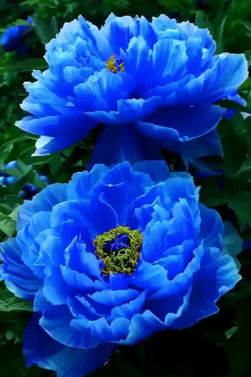 绝美冷艳的蓝牡丹开出一片蓝色的海洋 牡丹花的赞歌——《牡丹之歌》