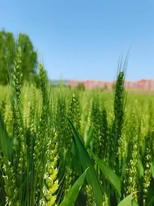 春天绿油油的麦田
