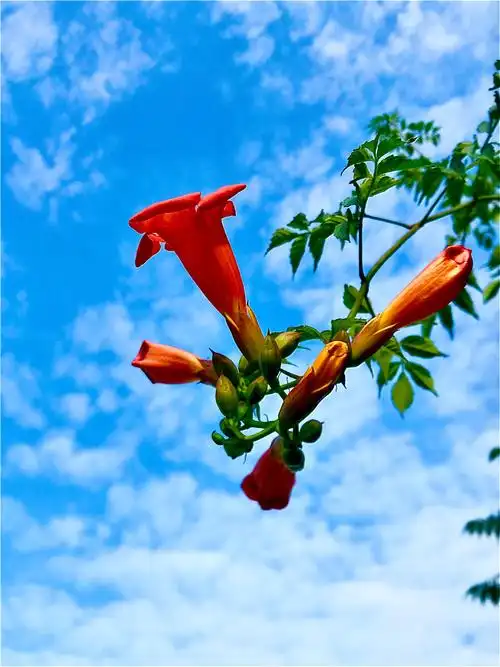 凌霄花蓝天白云
