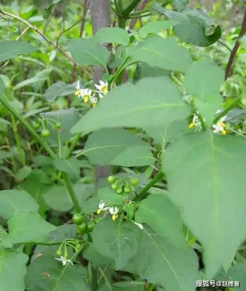 龙葵全草入药,枝叶具有清热解毒,消肿活血的功效,用于治疗丹毒,痈肿