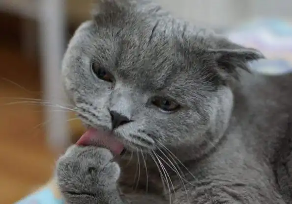 英国短毛猫的6大缺点,养了之后,肠子都悔青了!