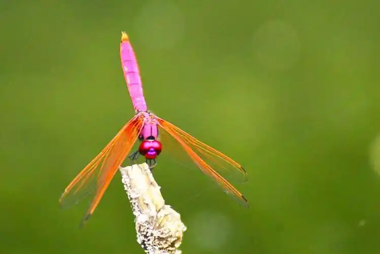 【【昆虫摄影】红蜻蜓】 第 6 幅查看大图曝光:1/2000 sec光圈:f1快门