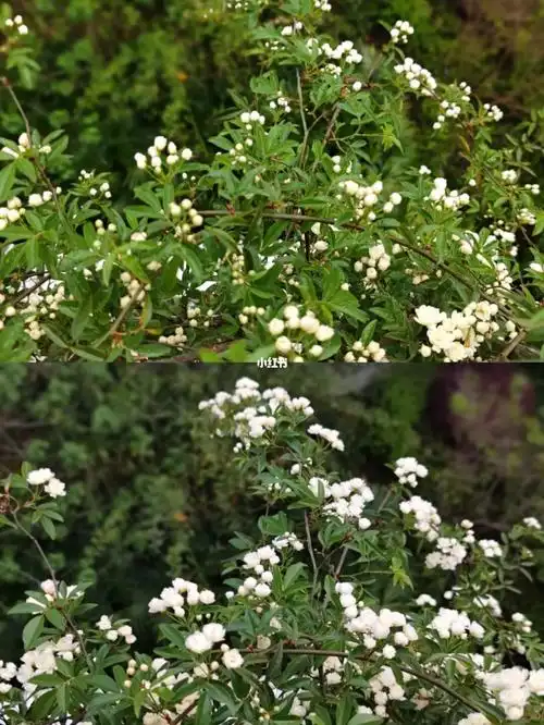 就是花期太短了,一年就开这么几天!#七里香