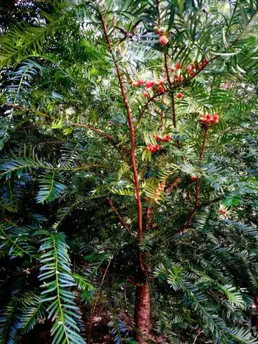 出售中华红豆杉树苗