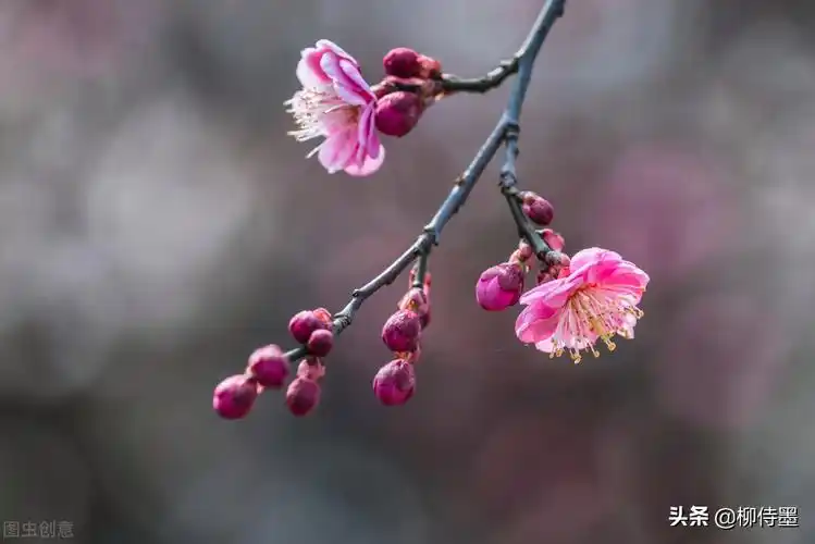 梅花的花枝很多,但是,看上去并不是很乱.