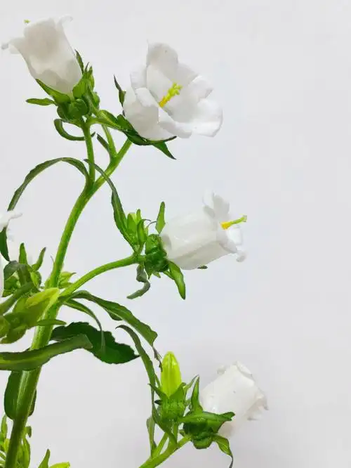 草本植物篇风铃草